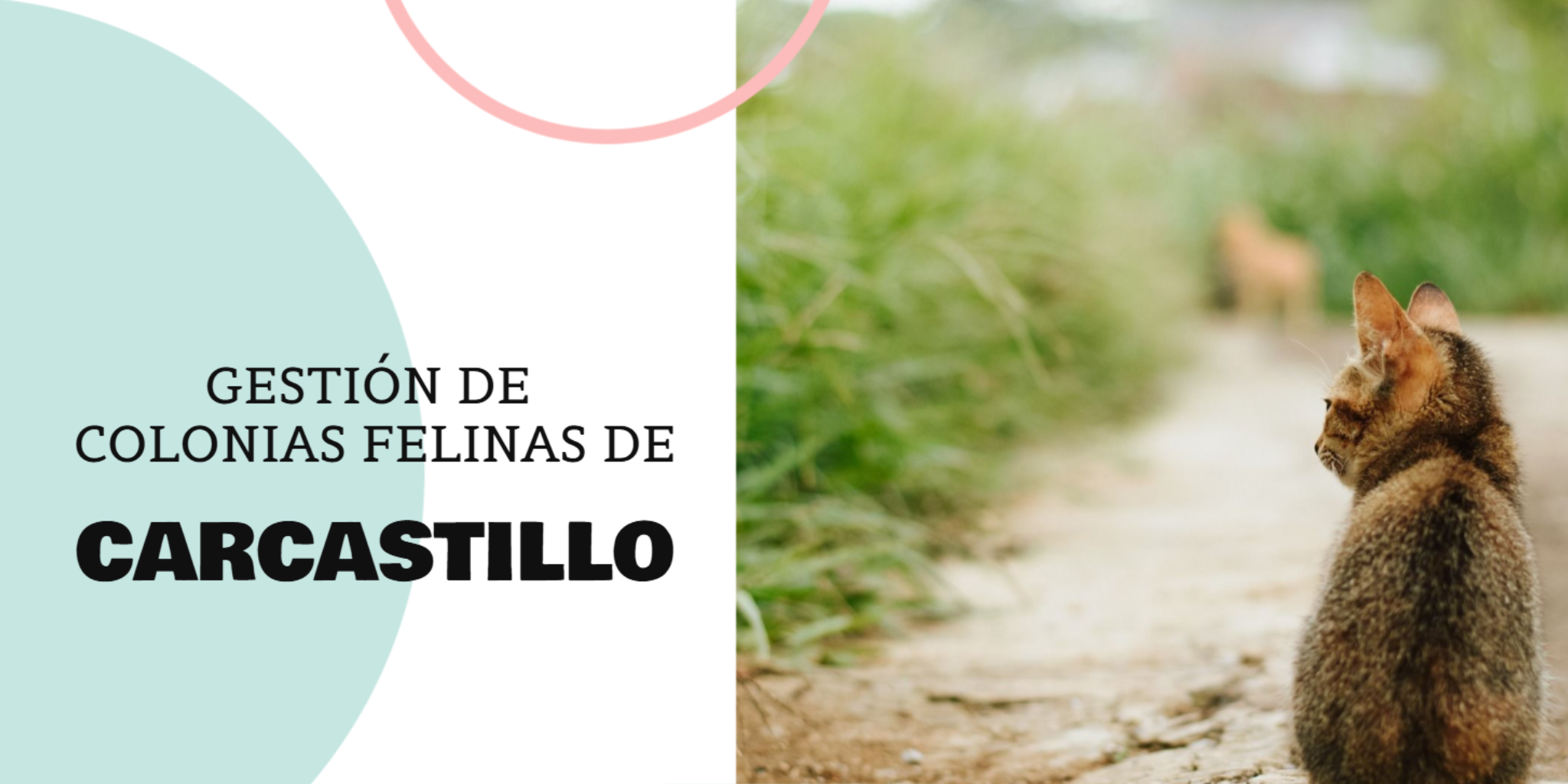 COLONIAS FELINAS Ayuntamiento Carcastillo